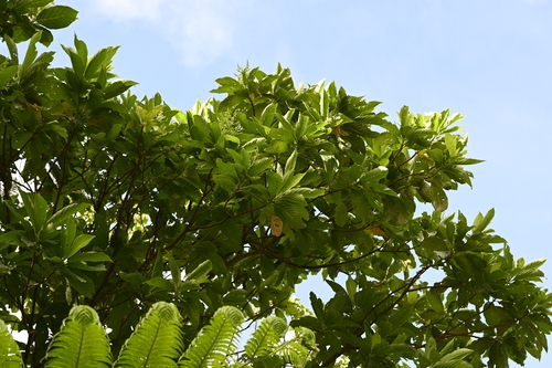 Wendlandia luzoniensis, photograph 3