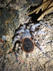 Acanthoscurria geniculata