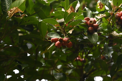 Syzygium taiwanicum