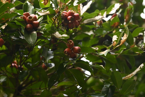 Syzygium taiwanicum, photograph 1