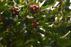 Syzygium taiwanicum, photograph (c) 曾昱承 Yu-Cheng Zeng, some rights reserved (CC BY)
