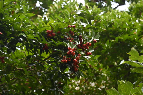 Syzygium taiwanicum, photograph 2