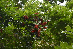 Syzygium taiwanicum, photograph (c) 曾昱承 Yu-Cheng Zeng, some rights reserved (CC BY)