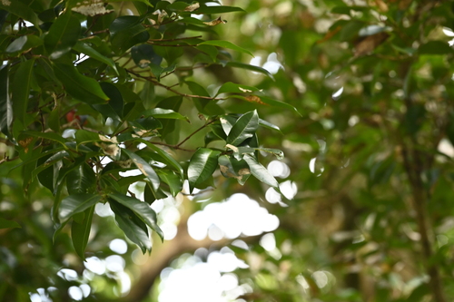 Syzygium taiwanicum, photograph 3