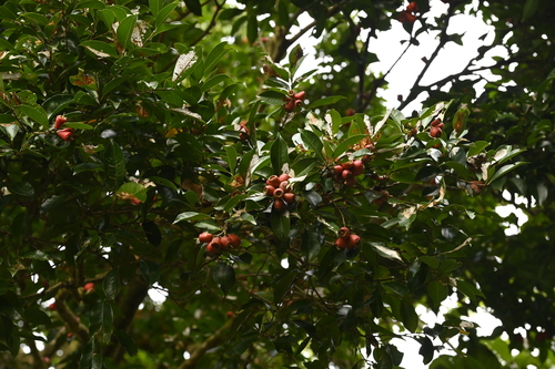 Syzygium taiwanicum, photograph 4
