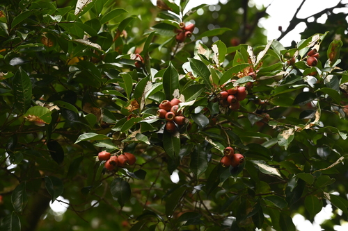 Syzygium taiwanicum, photograph 5