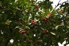 Syzygium taiwanicum, photograph (c) 曾昱承 Yu-Cheng Zeng, some rights reserved (CC BY)