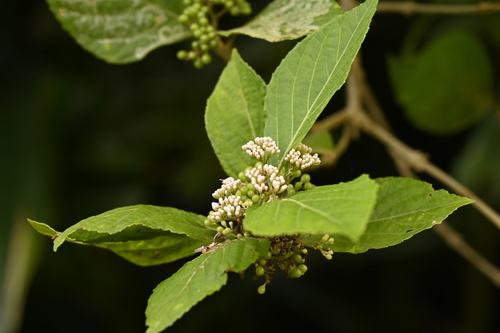 Image of Callicarpa japonica by (c) 曾昱承 Yu-Cheng Zeng, some rights reserved (CC BY)
