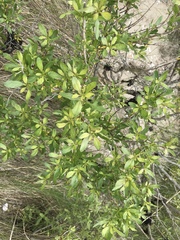 Myricaceae