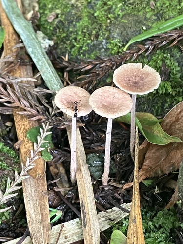 観察された菌類