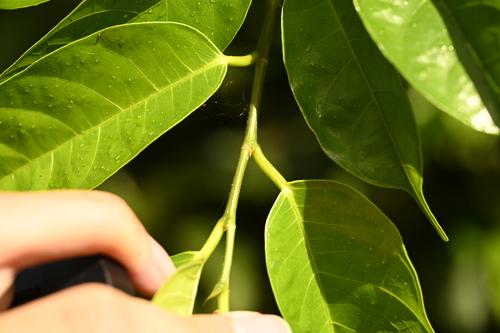 Ficus heteropleura, photograph 3