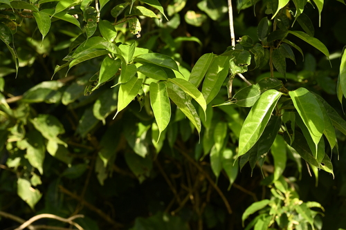 Ficus heteropleura, photograph 4