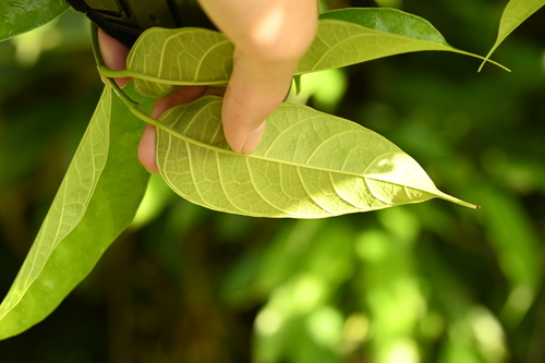 Sandy-Leafed Fig (Ficus heteropleura)