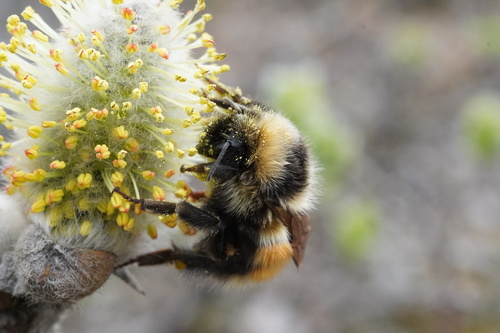 Johansen's Bumble Bee