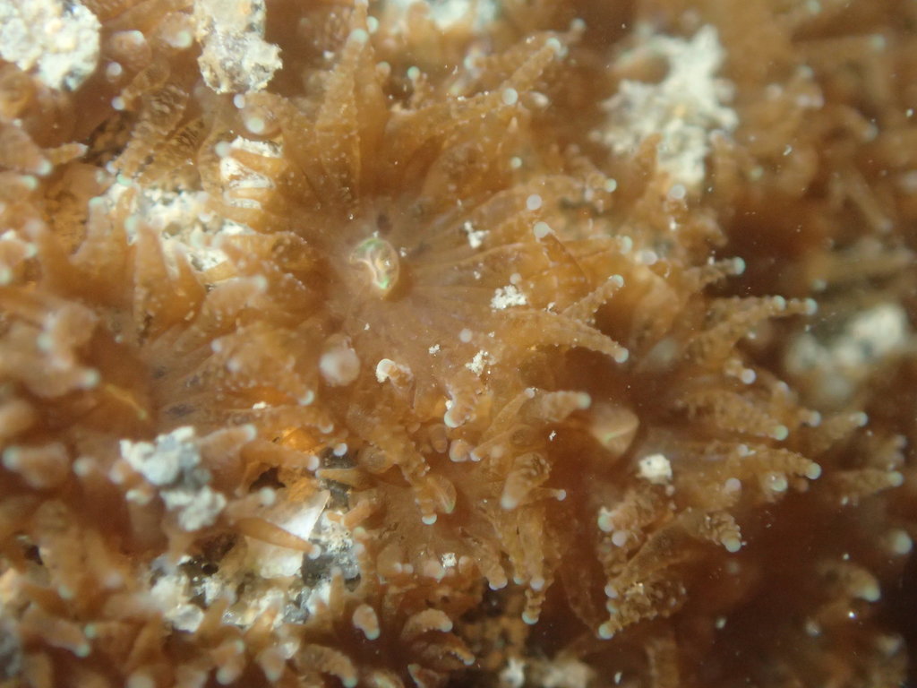 Polycyathus chaishanensis