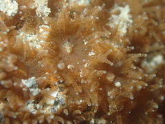 Polycyathus chaishanensis