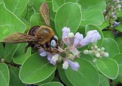 Xylocopa phalothorax