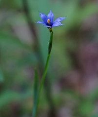 Sisyrinchium mucronatum