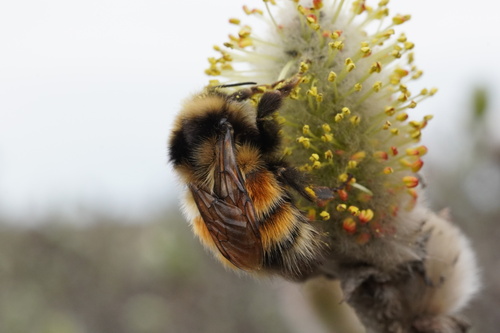 Johansen's Bumble Bee