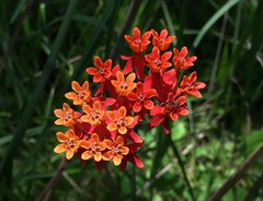 Asclepias lanceolata image