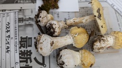 ウスキテングタケ