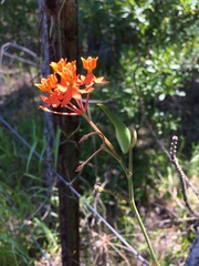 Asclepias lanceolata image