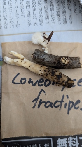 Loweomyces fractipes