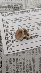 アラゲカワキタケ