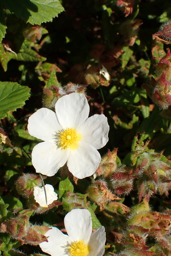 Cistus inflatus, photograph 3