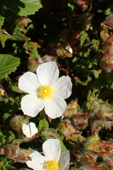 Cistus inflatus, photograph Robert H. Wardell, CC0, iNaturalist via GBIF