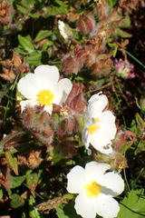 Cistus inflatus, photograph Robert H. Wardell, CC0, iNaturalist via GBIF