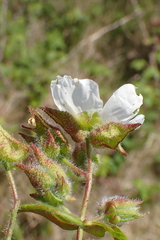 Cistus inflatus, photograph Robert H. Wardell, CC0, iNaturalist via GBIF