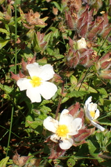 Cistus inflatus, photograph Robert H. Wardell, CC0, iNaturalist via GBIF