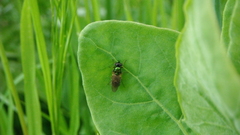 Chloromyia formosa