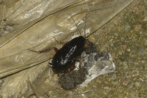 Hebardina concinna