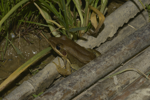 Guenther's Frog