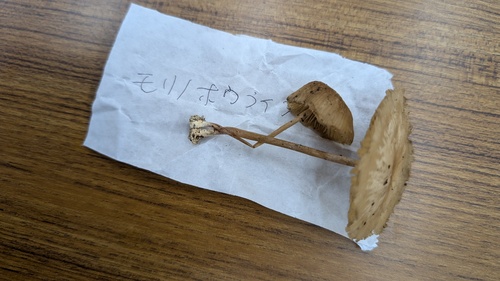 アミガサホウライタケ