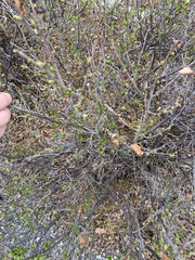Betula nana