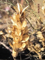 Dioscorea galeottiana