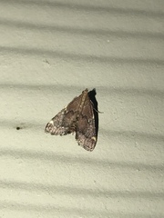 Hypsopygia intermedialis