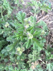 Malva parviflora