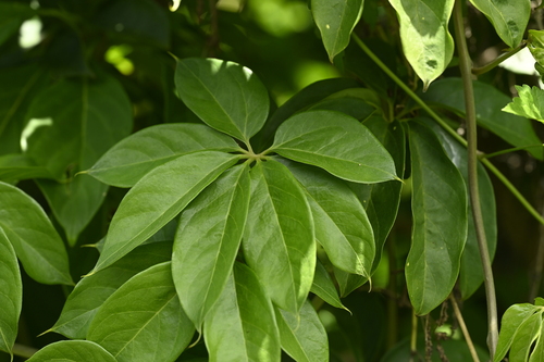 Dioscorea cumingii (Dioscorea cumingii)