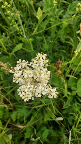 Dropwort (Filipendula vulgaris)