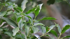 Pleurostylia capensis