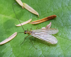 Brachypanorpa oregonensis