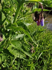 Symphytum officinale