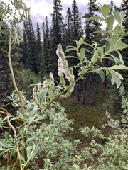 Salix alaxensis