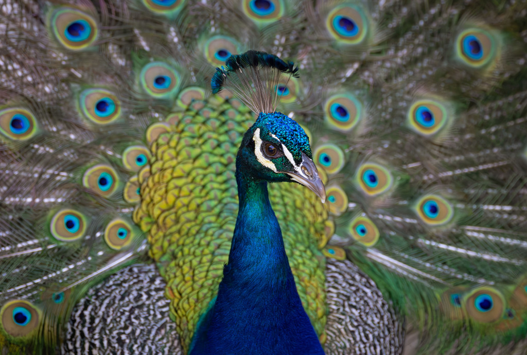 Indian Peafowl (Pavo cristatus)