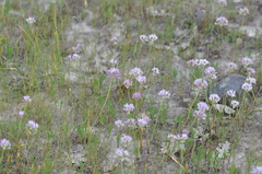 Allium nevii