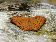 Pseudergolis wedah